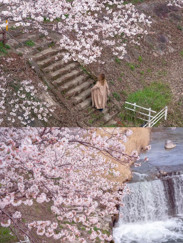 【桜スポット５選　📍佐賀・神埼市】