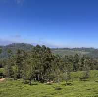 斯里蘭卡🇱🇰 - Lipton發源地