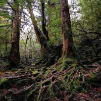 Walking Into the Mystical Forests of Yakushima !