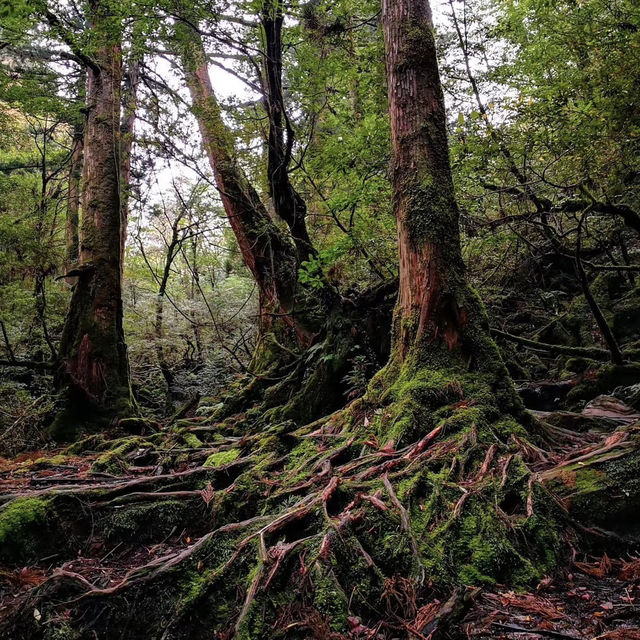 Walking Into the Mystical Forests of Yakushima !