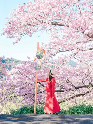 2026 Minamiizu ] Festival of cherry blossom and rapa flowers in
