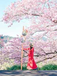 【静岡】2月半ばが見頃！ひと足先に春を感じにいこう🌸