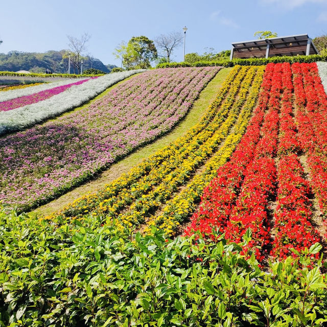三層崎公園-五彩繽紛花田美麗景致，被譽為「台版富良野」