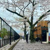 ซากุระบาน ที่  Sumida park  Asakusa