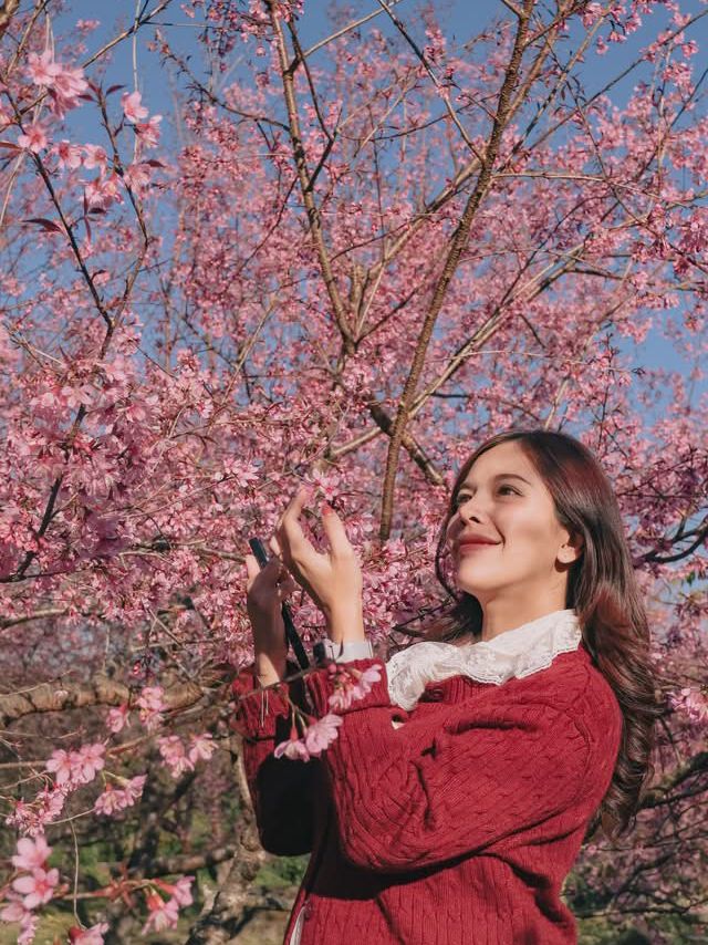 ชมดอกซากูระเมืองไทย @ดอยอินทนนท์ 🌸🤍✨