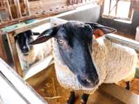 【宮崎県】 霧島連山の麓に広がる大自然の観光牧場『高千穂牧場』