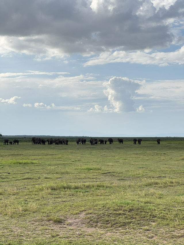 Safari Trip Kenya 🇰🇪 