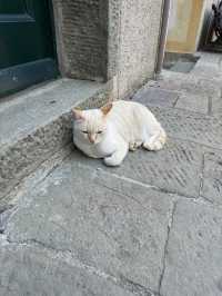 我在五漁村遇上的貓咪🐱～