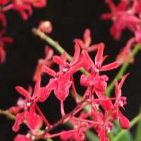 Escape to Nature’s Oasis: A Romantic Stroll Through Singapore's Iconic Gardens