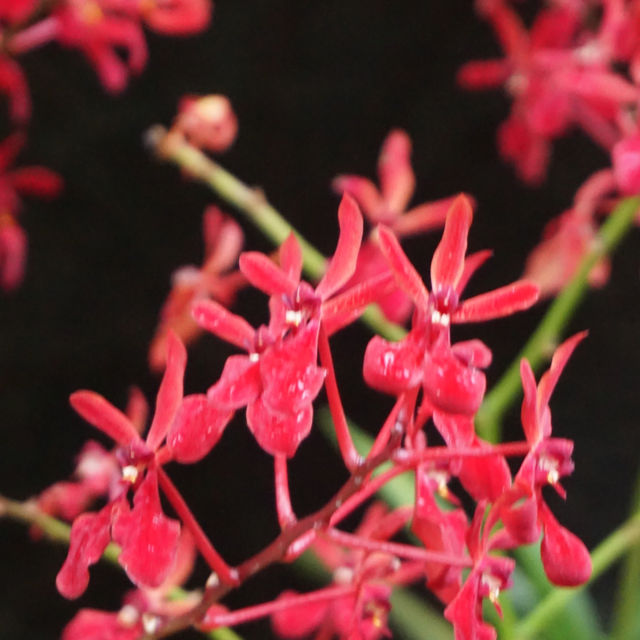 Escape to Nature’s Oasis: A Romantic Stroll Through Singapore's Iconic Gardens