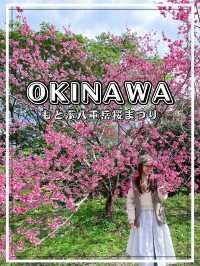 【沖縄】本部町 日本でいちばん早い桜まつりへ出掛けてみよう