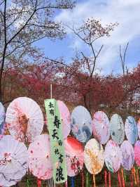 充滿春日浪漫的地方：韶關新豐縣櫻花峪