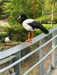 Bird Paradise