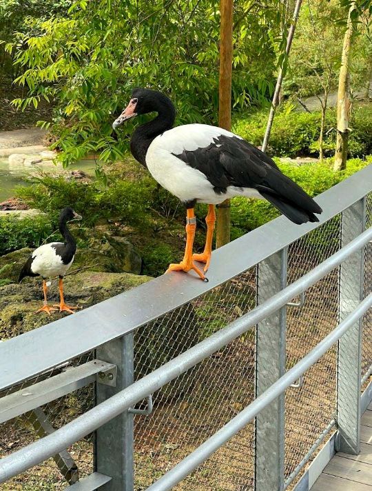 Bird Paradise
