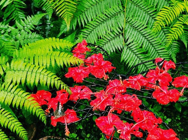 檳城香料花園：探索熱帶香料的奇妙世界