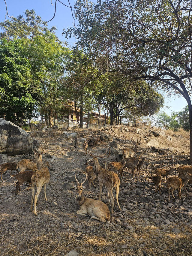 Day Trip to Myanmar’s one and only Safari Park 🦓 