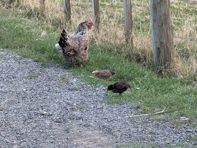 紐西蘭大滿足之親親大自然郊遊樂Ambury Regional Park