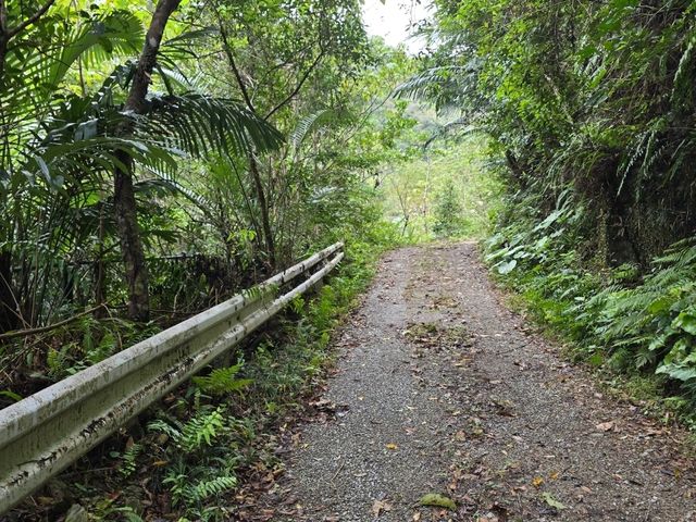 國頭郡山原森林--位於沖繩島北部的自然瑰寶 