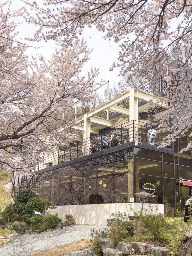부산 벚꽃뷰 테라스 카페🌸