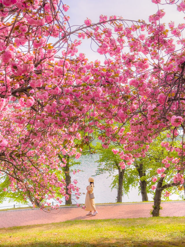 부산 근교 겹벚꽃 명소 모음🌸