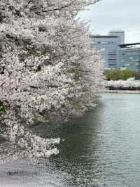 櫻花與生命的哲思 大阪城公園