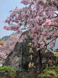天元宫粉白吉野櫻盛開的美景