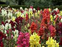 A Tranquil Escape in the Heart of Tokyo: Shinjuku Gyoen