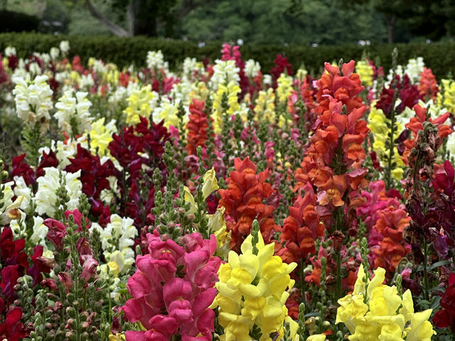 A Tranquil Escape in the Heart of Tokyo: Shinjuku Gyoen