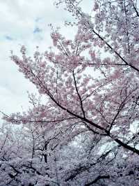 京都四條大橋下的櫻花夢 🌸✨