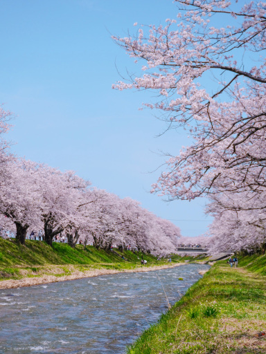日本櫻花絕景「春之四重奏」🌸 雪山。櫻花。鬱金香一次看夠！｜Trip