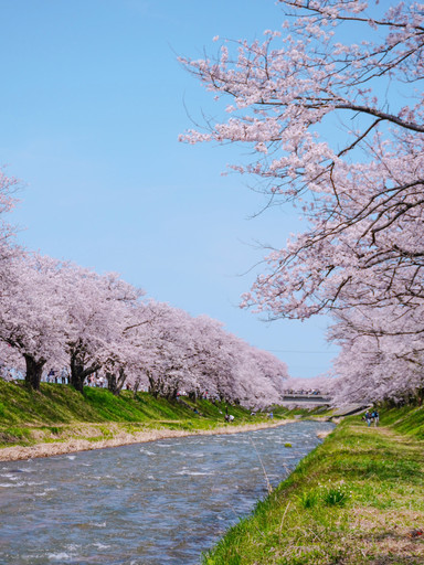 日本櫻花絕景「春之四重奏」🌸 雪山。櫻花。鬱金香一次看夠！｜Trip