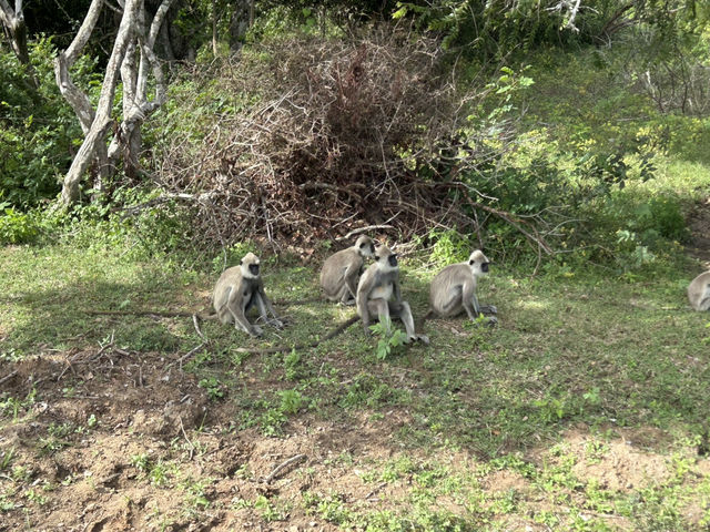 スリランカでサファリ巡り
