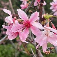 聚龍山公園🌸 櫻花谷🌸