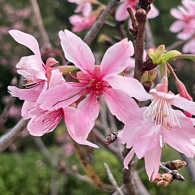 聚龍山公園🌸 櫻花谷🌸