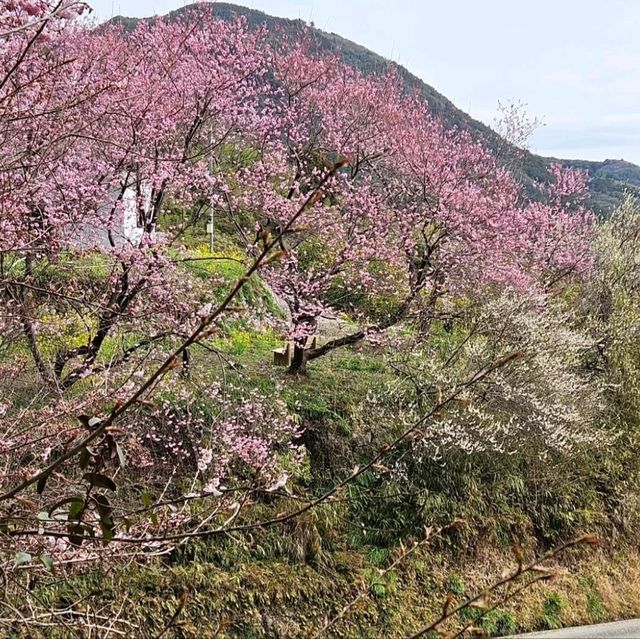 桑田山の雪割桜