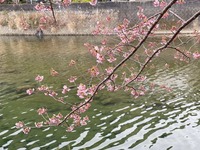 Kawazu Zakura จุดชมซากุระสีชมพูที่บานก่อนใคร