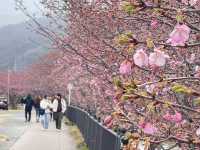 Kawazu Zakura จุดชมซากุระสีชมพูที่บานก่อนใคร