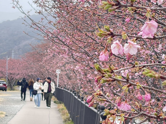 Kawazu Zakura จุดชมซากุระสีชมพูที่บานก่อนใคร