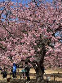 Early Sakura Blooms: Where to Catch Japan’s First Cherry Blossoms!
