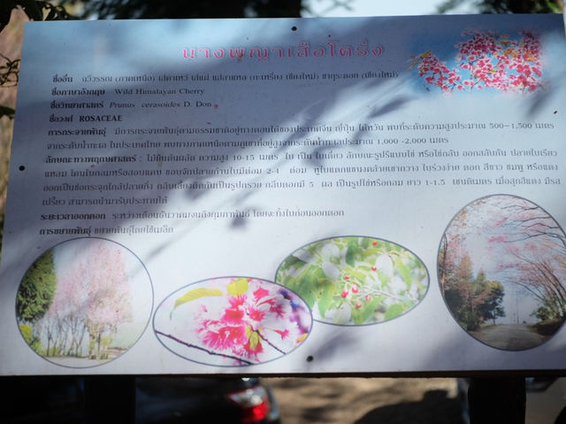 ซากุระเมืองไทย🌸ดอกนางพญาเสือโคร่ง @ขุนสถาน