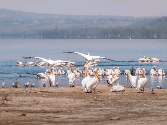 Paradise for bird watchers! Day trip to Lake Nakuru.