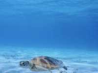 慶良間諸島--座間味島的浮潛有海龜相陪