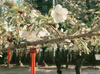 🌸 **大阪櫻井公園櫻花觀賞遊覽分享** 🌸