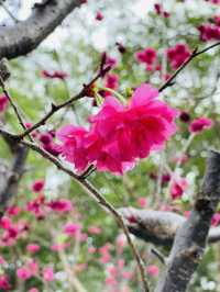 大埔海濱公園櫻花