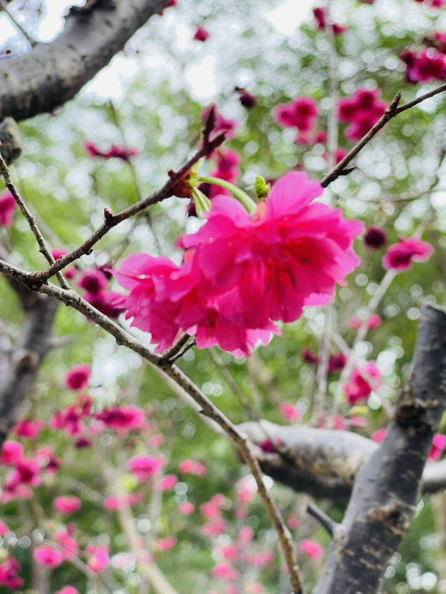 大埔海濱公園櫻花