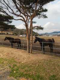드넓은 초원에서 말을 탈 수 있는 카페