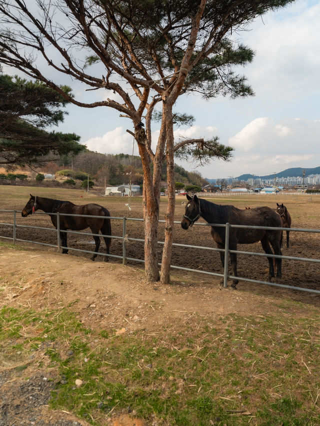 드넓은 초원에서 말을 탈 수 있는 카페