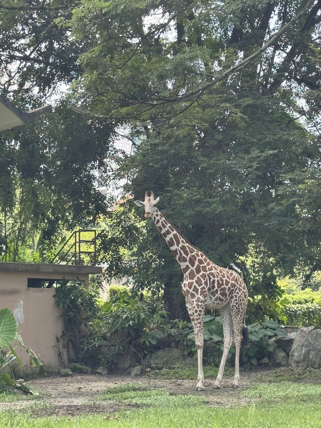 Zoo Negara: A Roaring Good Time in KL! 🦁🐼
