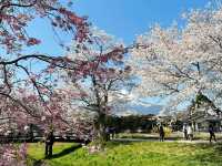 Chasing Sakura at Oshino Hakkai Village