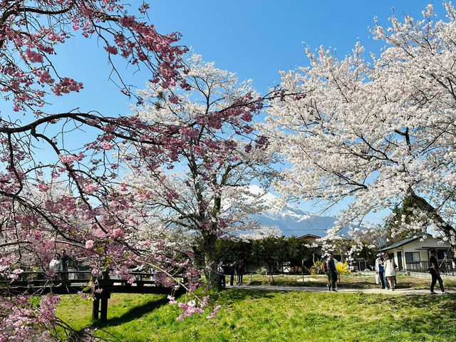 Chasing Sakura at Oshino Hakkai Village
